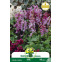 Corydalis solida – 5 bulbes