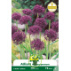 Allium Atropurpureum – Sachet de 2 bulbes