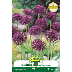 Allium Atropurpureum – Sachet de 2 bulbes