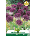 Ail d’ornement - bulbes