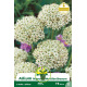Allium Multibulbosum – Sachet de 3 bulbes