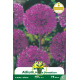 Allium Purple Sensation – Sachet de 4 bulbes