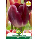 Tulipe Triumph Kansas Proud – 7 bulbes
