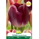 Tulipe Triumph Kansas Proud – 7 bulbes