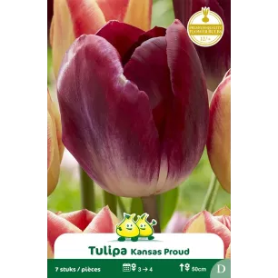Tulipe Triumph Kansas Proud – 7 bulbes