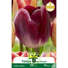 Tulipe Triumph Kansas Proud – 7 bulbes