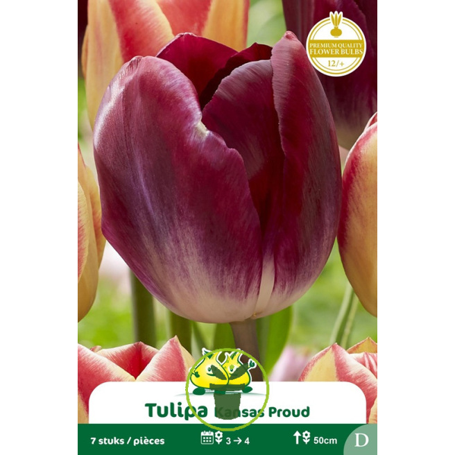 Tulipe Triumph Kansas Proud – 7 bulbes