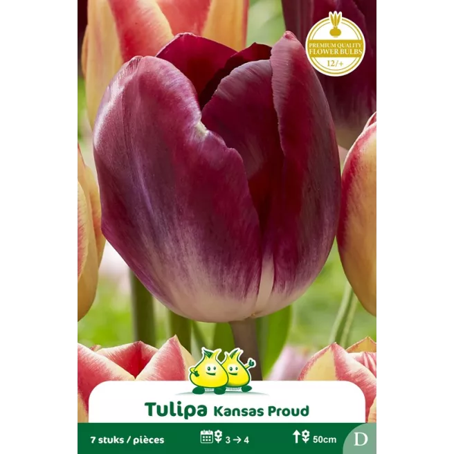 Tulipe Triumph Kansas Proud – 7 bulbes