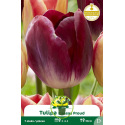 Tulipe Triumph Kansas Proud – 7 bulbes