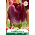 Tulipe Triumph Kansas Proud – 7 bulbes