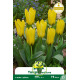 Tulipe botanique Kaufmanniana Partitura – 7 bulbes Tulipe botanique Kaufmanniana Partitura – 7 bulbes