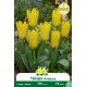 Tulipe botanique Kaufmanniana Partitura – 7 bulbes