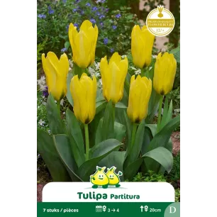Tulipe botanique Kaufmanniana Partitura – 7 bulbes