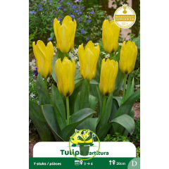 Tulipe botanique Kaufmanniana Partitura – 7 bulbes