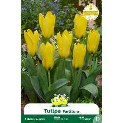 Tulipe botanique Kaufmanniana Partitura – 7 bulbes