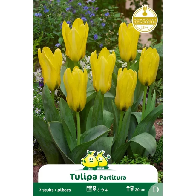 Tulipe botanique Kaufmanniana Partitura – 7 bulbes