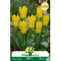 Tulipe botanique Kaufmanniana Partitura – 7 bulbes