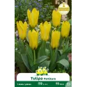 Tulipe botanique Kaufmanniana Partitura – 7 bulbes