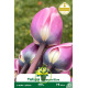 Tulipes Synaeda Blue – 7 bulbes Tulipes Synaeda Blue – 7 bulbes