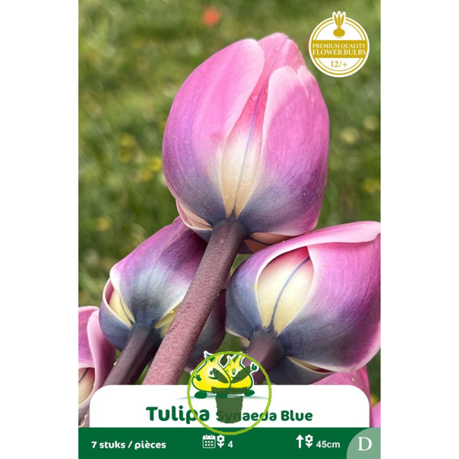 Tulipes Synaeda Blue – 7 bulbes Tulipes Synaeda Blue – 7 bulbes