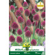 Allium sphaerocephalon – 10 bulbes Allium sphaerocephalon – 10 bulbes