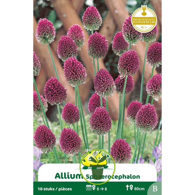 Allium sphaerocephalon – 10 bulbes Allium sphaerocephalon – 10 bulbes
