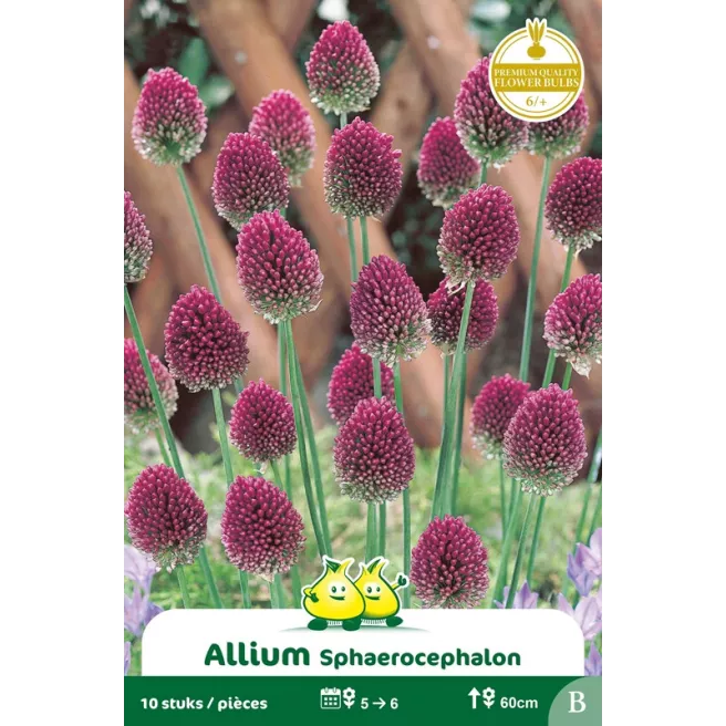 Allium sphaerocephalon – 10 bulbes