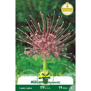 Ail Schubertii Etoilé – 1 bulbe