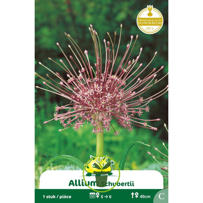Ail Schubertii Etoilé – 1 bulbe Ail Schubertii Etoilé – 1 bulbe