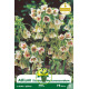 Ail Silicium (Nectaroscordum siculum) – 3 bulbes Ail Silicium (Nectaroscordum siculum) – 3 bulbes