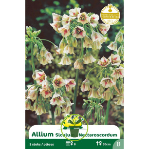 Ail Silicium (Nectaroscordum siculum) – 3 bulbes