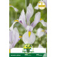 Iris hollandica Carmen 10 bulbes