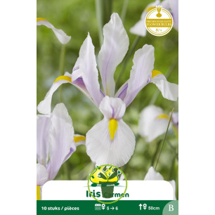 Iris hollandica Carmen 10 bulbes