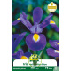 Iris hollandica Blue 10 bulbes