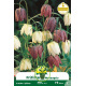 Fritillaire Meleagris – 8 bulbes