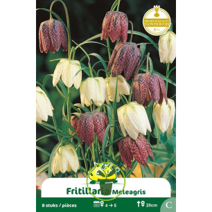 Fritillaire Meleagris – 8 bulbes