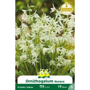 Ornithogalum nutans (étoile penchée) – 10 bulbes