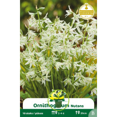 Ornithogalum nutans (étoile penchée) – 10 bulbes