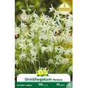 Ornithogalum nutans (étoile penchée) – 10 bulbes