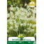 Ornithogalum nutans (étoile penchée) – 10 bulbes