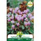 Cyclamen de Naples– 1 bulbe