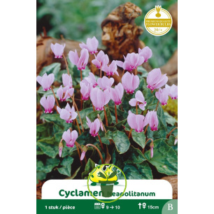 Cyclamen de Naples– 1 bulbe