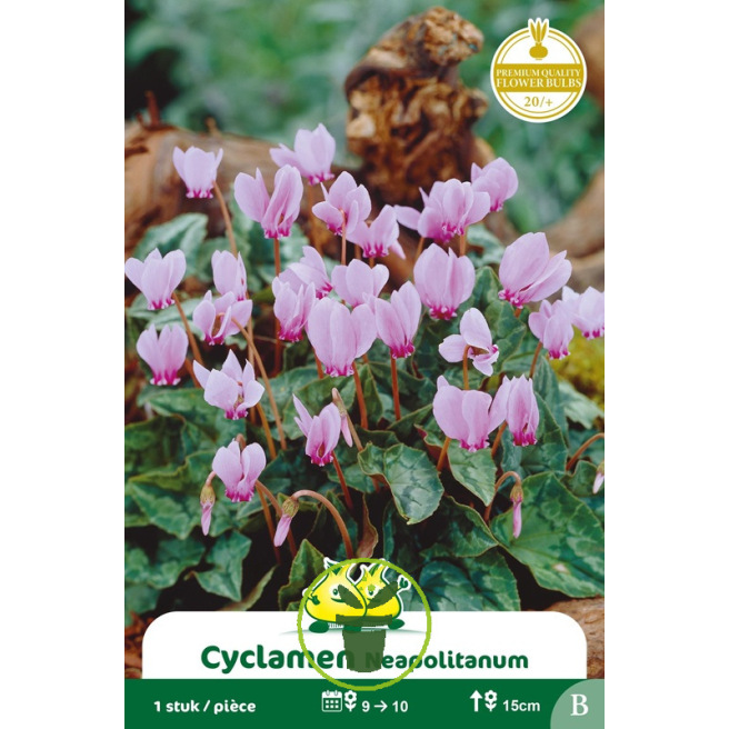 Cyclamen de Naples– 1 bulbe