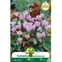 Cyclamen de Naples – Bulbe