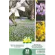 Mélange de bulbes de Crocus et Tulipes des bois – 35 bulbes
