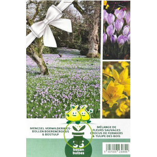 Mélange de bulbes de Crocus et Tulipes des bois – 35 bulbes