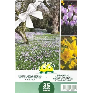 Mélange de bulbes de Crocus et Tulipes des bois – 35 bulbes