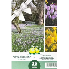 Mélange de bulbes de Crocus et Tulipes des bois – 35 bulbes