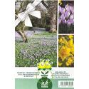 Mélange de bulbes de Crocus et Tulipes des bois – 35 bulbes
