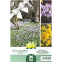 Mélange de bulbes de Crocus et Tulipes des bois – 35 bulbes